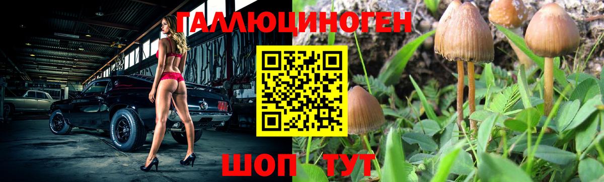 наркошоп  Псилоцибиновые грибы Psilocybe  Псилоцибиновые грибы Psilocybe  Вход с VPN  Елизово 